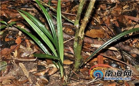 浏览器打开49图库